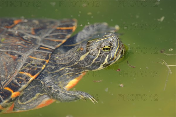 Western Painted Turtle (Chrysemys picta bellii)