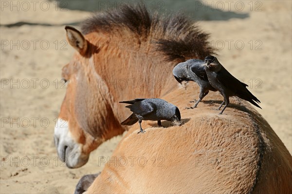 Jackdaws (Corvus monedula