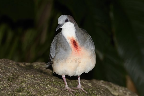 Luzon Bleeding-Heart Pigeon (Gallicolumba luzonica)