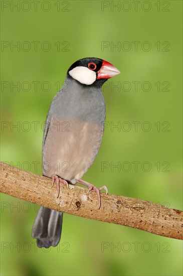 Java Sparrow