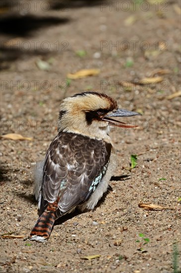 Laughing Jack or Laughing Kookaburra (Dacelo gigas