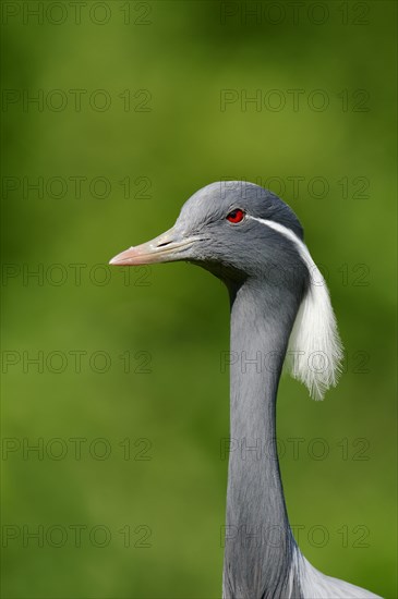 Demoiselle crane (Anthropoides virgo