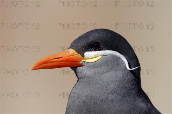 Inca Tern (Larosterna inca)