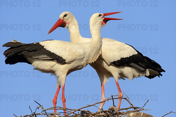 White storks (Ciconia ciconia)