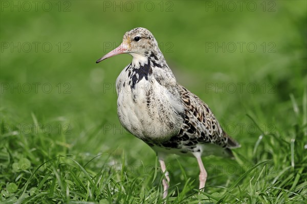 Ruff (Philomachus pugnax)