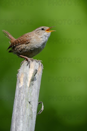 Wren (Troglodytes troglodytes)