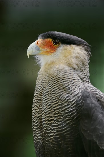 Southern Crested Caracara