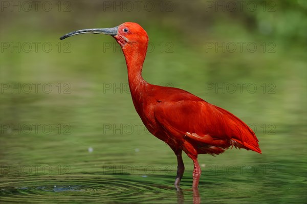 Scarlet Ibis (Eudocimus ruber)