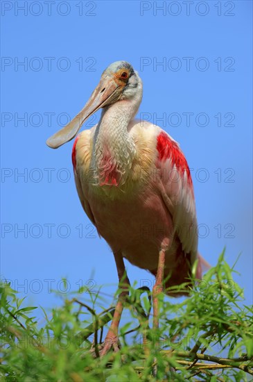 Roseate Spoonbill (Ajaia ajaja