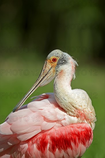 Roseate Spoonbill (Ajaia ajaja