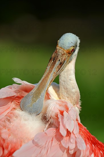 Roseate Spoonbill (Ajaia ajaja