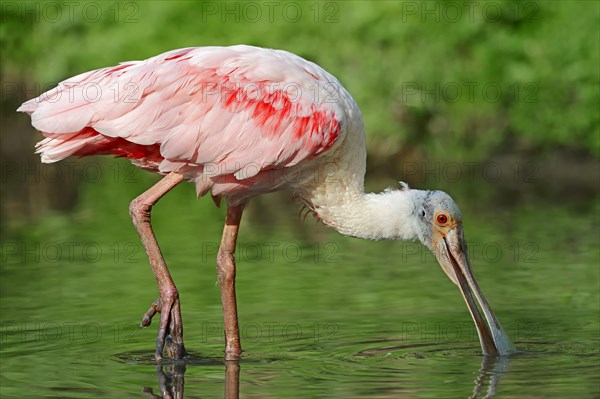 Roseate Spoonbill (Ajaia ajaja