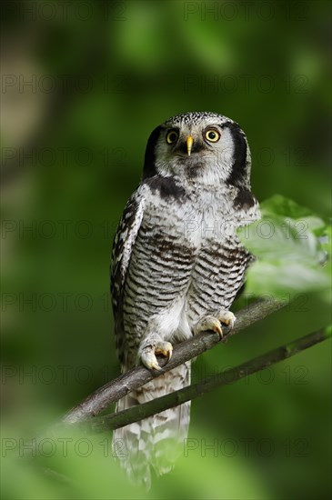 Eurasian hawk-owl (Surnia ulula ulula)