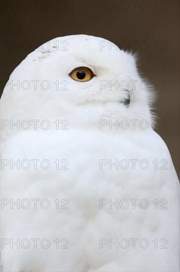 Snowy Owl (Bubo scandiacus