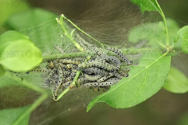 Orchard Ermine (Yponomeuta padella)