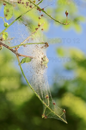 Bird cherry-moth (Yponomeuta evonymella)