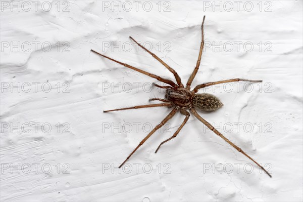 Dust spider or dustbunny spider (Tegenaria atrica)