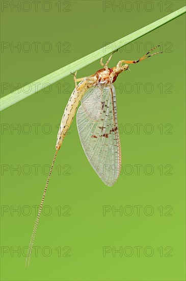 Large Mayfly (Ephemera danica)