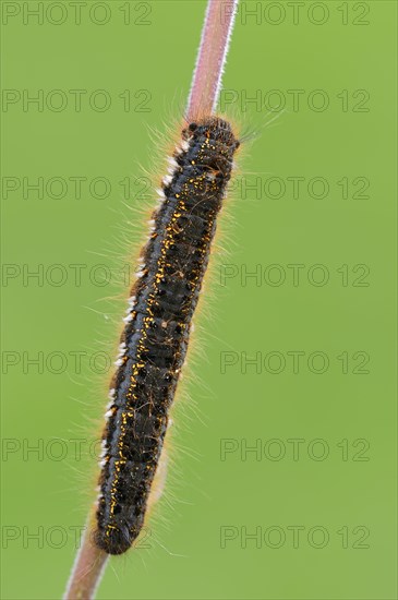 Caterpillar of the Drinker moth (Philudoria potatoria)