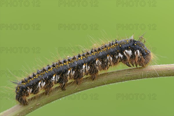Caterpillar of the Drinker moth (Philudoria potatoria)