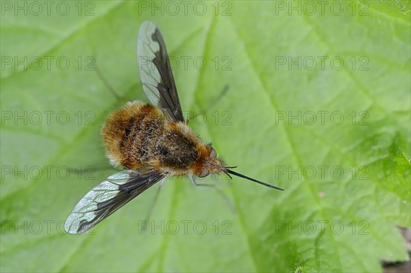 Large Bee Fly (Bombylius major)