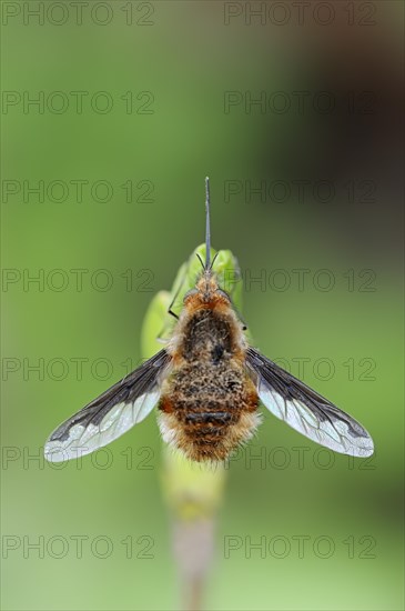 Large Bee Fly (Bombylius major)