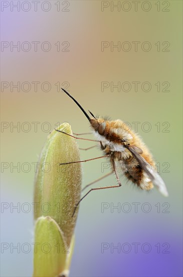 Large Bee Fly (Bombylius major)