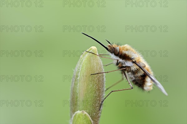 Large Bee Fly (Bombylius major)