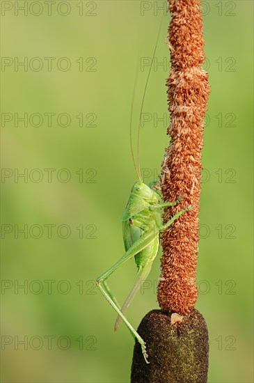 Great Green Bush Cricket (Tettigonia viridissima)