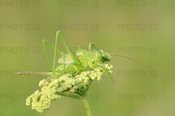 Great Green Bush Cricket (Tettigonia viridissima)