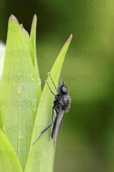 St Mark's Fly (Bibio marci)