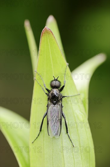 St Mark's Fly (Bibio marci)