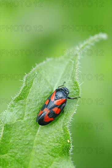 Black-and-red froghopper (Cercopis vulnerata)