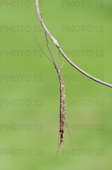 Pink-winged stick insect (Sipyloidea sipylus)