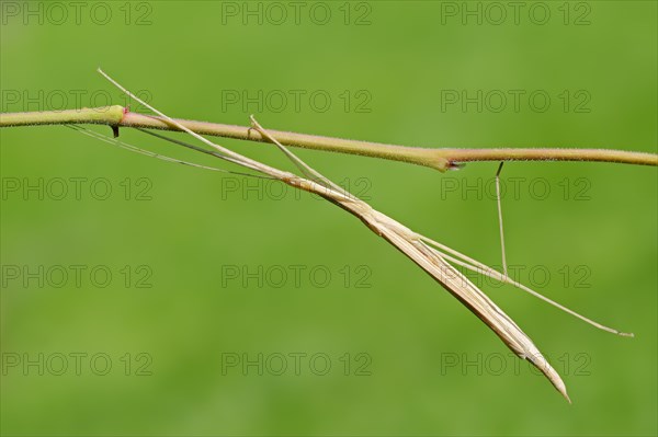 Pink-winged stick insect (Sipyloidea sipylus)