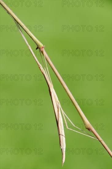 Pink-winged stick insect (Sipyloidea sipylus)