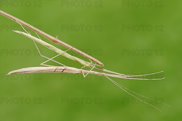 Pink-winged stick insect (Sipyloidea sipylus)