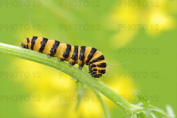 Caterpillar of the Cinnabar Moth (Tyria jacobaeae)