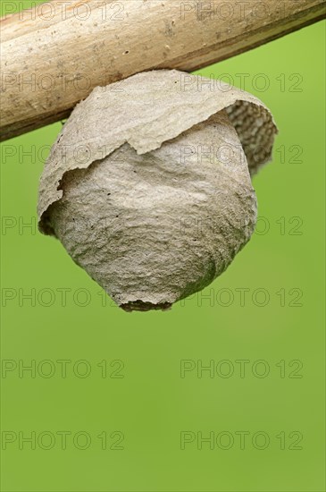 Wasp nest