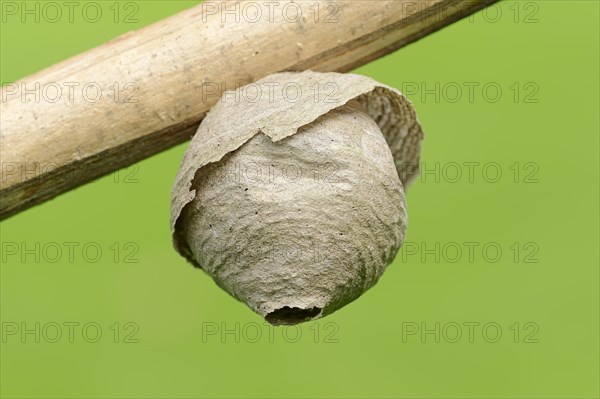 Wasp nest