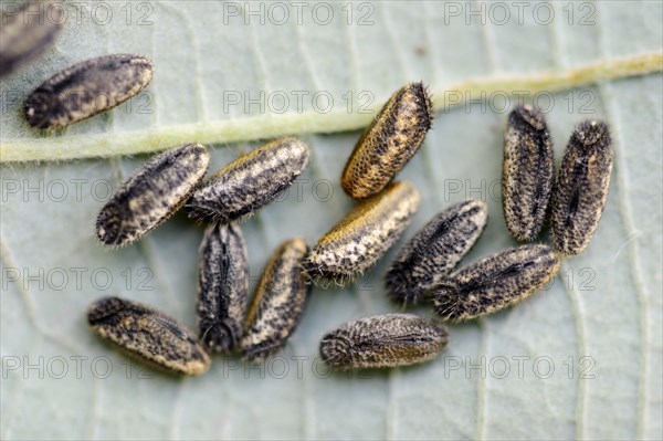 Eggs of the Pink-winged stick insect (Sipyloidea sipylus)