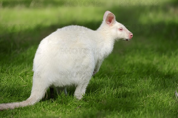 Red-necked wallaby (Macropus rufogriseus)