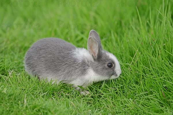 Dwarf Rabbit (Oryctolagus cuniculus forma domestica)