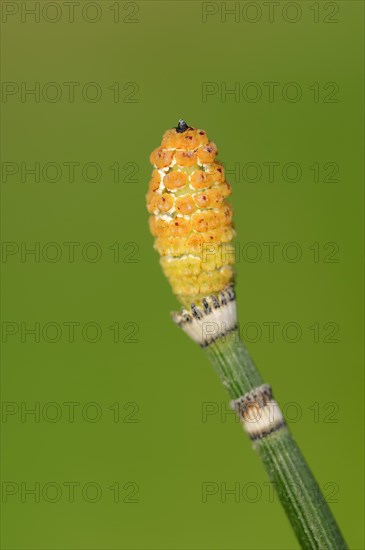 Rough horsetail (Equisetum hyemale)