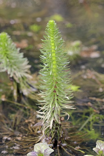 Common mare's tail (Hippuris vulgaris)