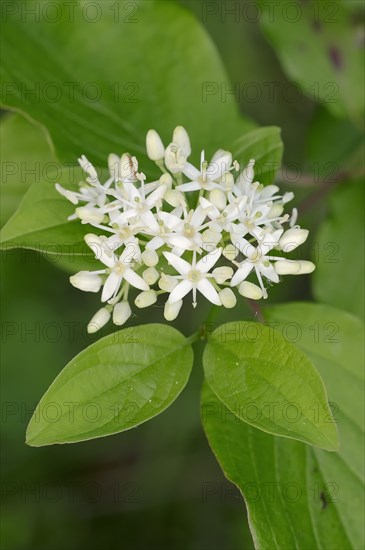 Common dogwood (Cornus sanguinea) flowers