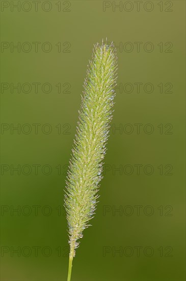 Timothy-grass (Phleum pratense)