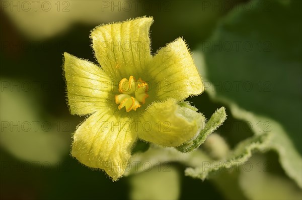 Squirting cucumber (Ecballium elaterium)