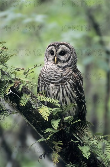 Barred Owl (Strix varia)