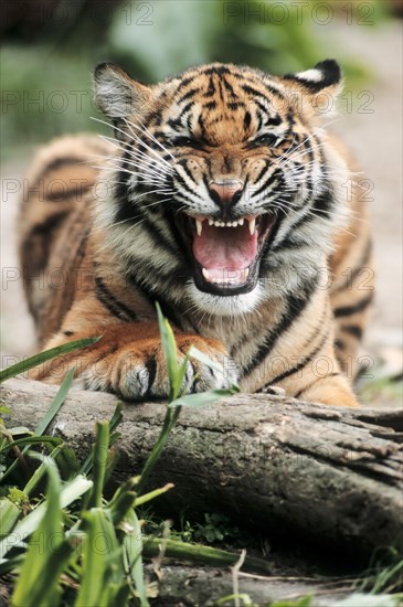 Sumatran Tiger (Panthera tigris sumatrae)